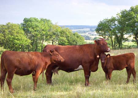 La race bovine armoricaine